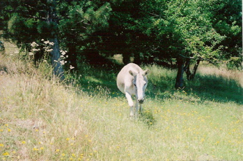 Sylphide the donkey